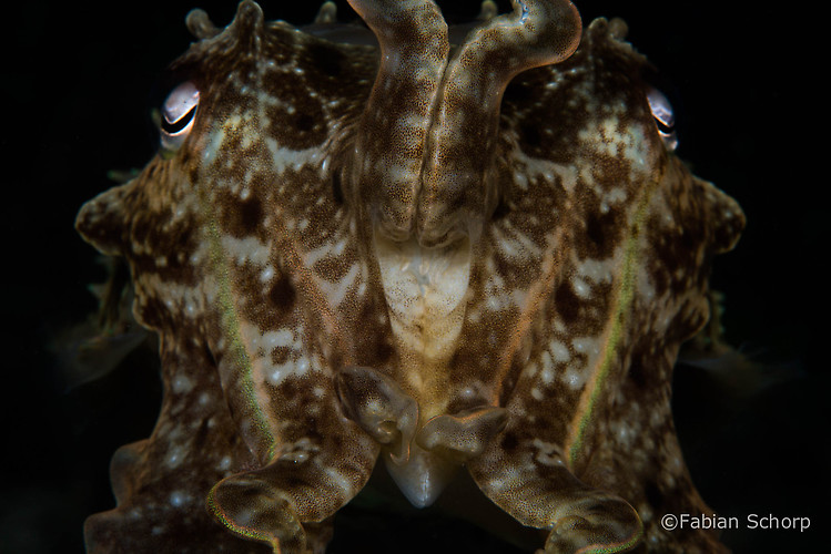 Broadclub cuttlefish, Sepia latimanus, Lembeh Strait Indonesia March 2015