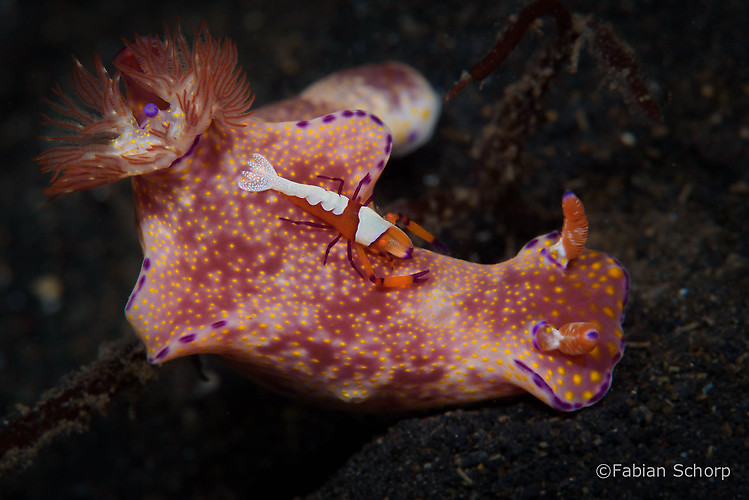 Ceratosoma tenue with Emperor shrimp, Lembeh Strait Indonesia, March 2015
