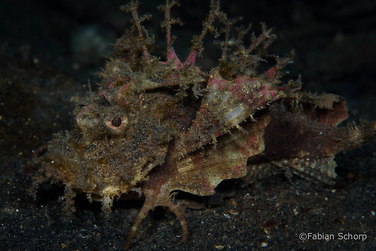 Spiny devilfish, Inimicus didactylus, Lembeh Strait Indonesia, March 2015