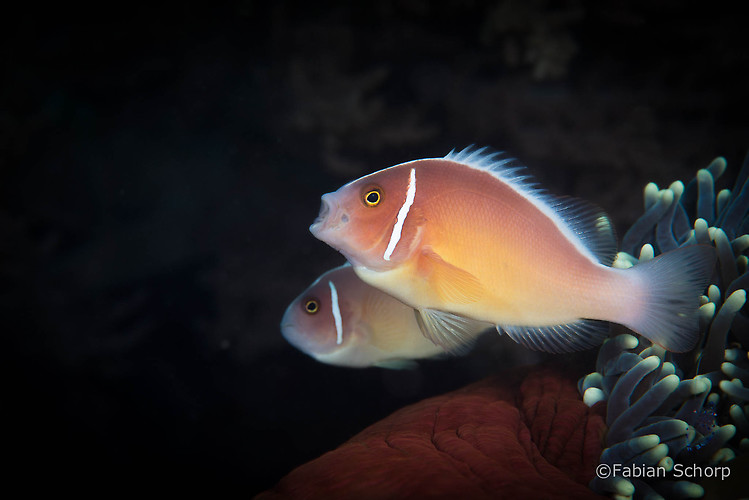 Pink skunk clownfish, Amphiprion perideraion, Lembeh Strait Indonesia, March 2015