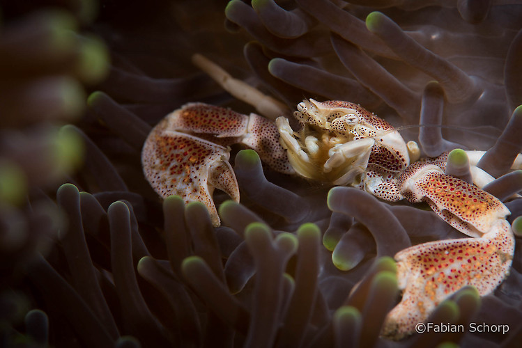 Anemone porcelain crab, Neopetrolisthes maculosus, Lembeh Strait Indonesia March 2015