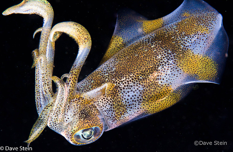 Big fin reef squid, Sepioteuthis lessoniana, Lembeh Strait Indonesia March 2015