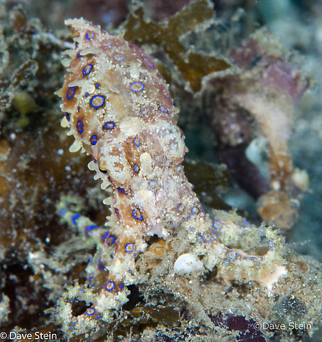 Blue-ringed octopus, Hapalochlaena sp, Lembeh Strait Indonesia, March 2015