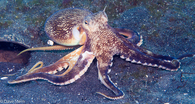 Coconut Octopus, Amphioctopus marginatus, Lembeh Strait Indonesia, January 2015