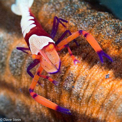 Emperor shrimp, Periclimenes imperator, Lembeh Strait Indonesia January 2015