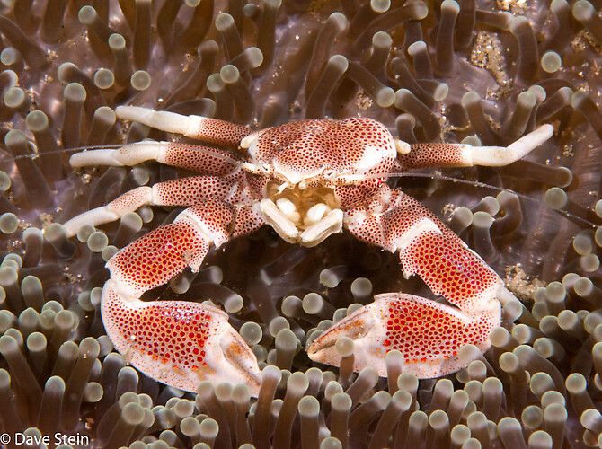 Anemone porcelain crab, Neopetrolisthes maculosus, Lembeh Strait Indonesia 2015
