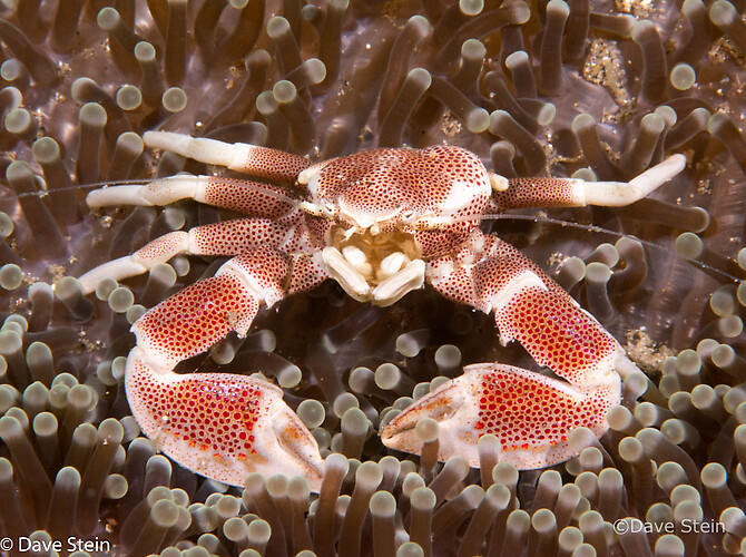 Anemone Porcelain crab, Neopetrolisthes maculosus, Lembeh Strait Indonesia, March 2015