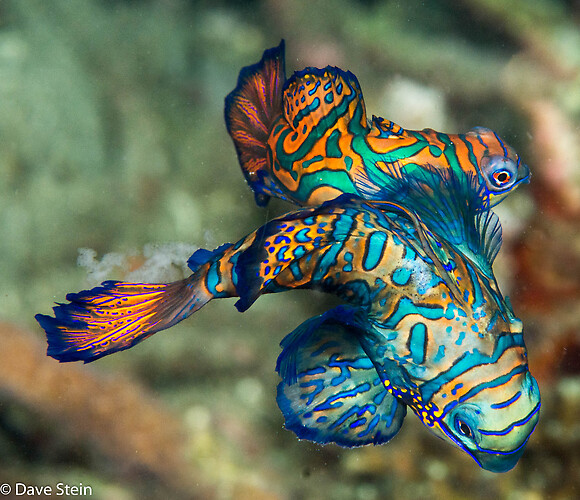 Mandarin Fish mating 