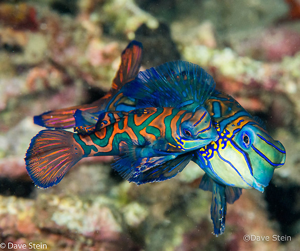 Mandarinfish, Synchiropus splendidus, Lembeh Strait Indonesia, March 2015
