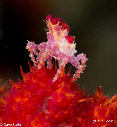 Candy crab Hoplophrys oatesii Lembeh Strait Indonesia March 2015