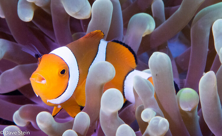 Western Clown Fish, Amphiprion ocellaris, Lembeh Strait Indonesia, January 2015