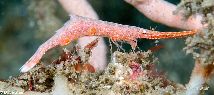 Ocellated Tozeuma shrimp, Tozeuma lanceolatum, Lembeh Strait Indonesia March 2015