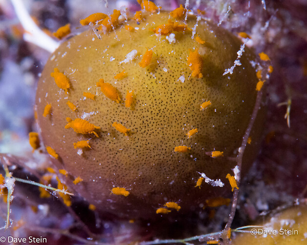 Sponge Isopod, Santia sp, Lembeh Strait Indonesia, March 2015