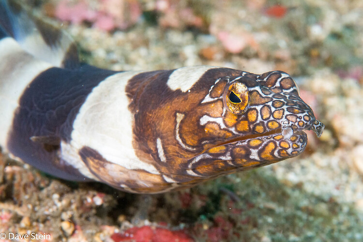 Napoleon Snake Eel, Ophichthus bonaparti, Lembeh Strait Indonesia January 2015