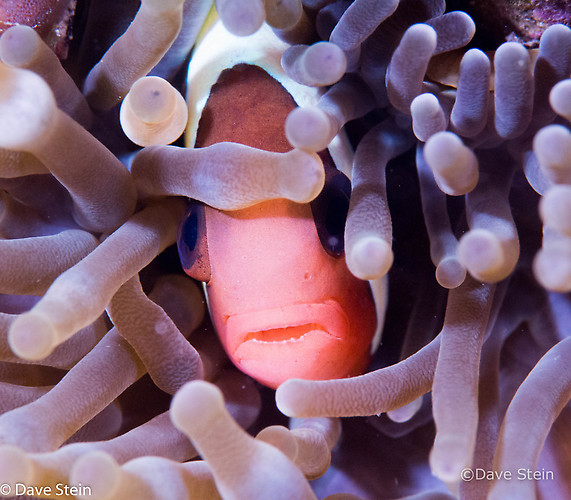 Clark's anemone fish, Amphiprion clarkii, Lembeh Strait Indonesia March 2015