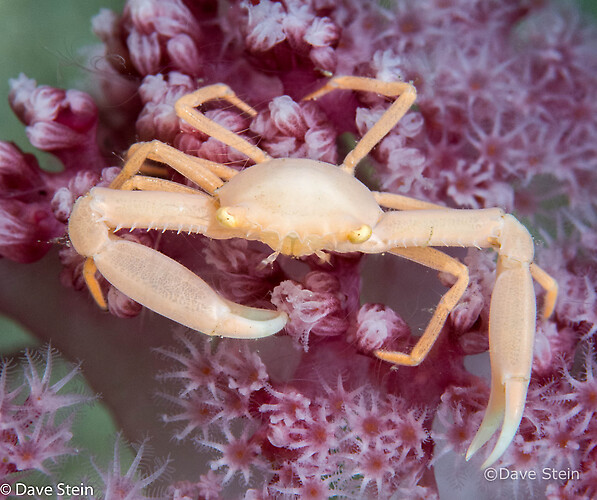 Crowned Coral Crab, Quadrella coronata, Lembeh Strait Indonesia, March 2015
