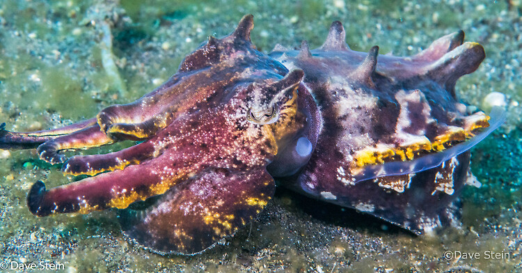 Flamboyant cuttlefish, Metasepia pfefferi, Lembeh Strait Indonesia March 2015