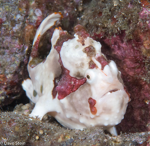 Warty frogfish, Antennarius maculatus, Lembeh Strait Indonesia March 2015