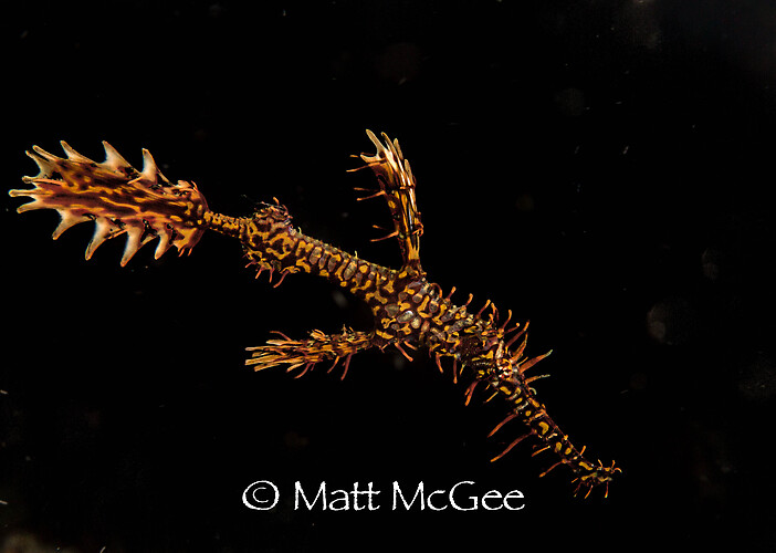 Ornate Ghost Pipe Fish, Solenostomus paradoxes, Lembeh Strait Indonesia January 2015