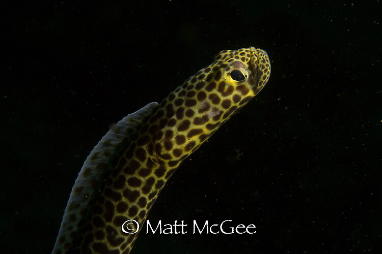 The Taylor's garden eel (Heteroconger taylori) Lembeh Strait Indonesia, January 2015