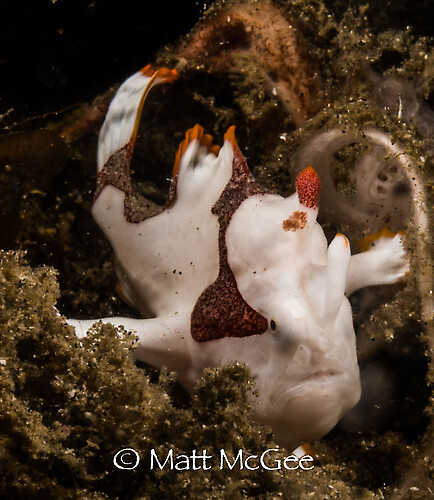 Warty frogfish, Antennarius maculatus, Lembeh Strait Indonesia January 2015