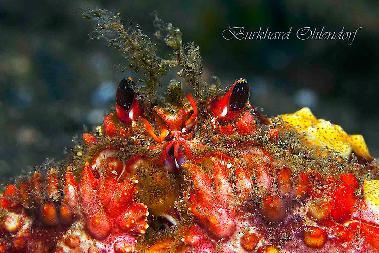 Rough Box crab, Calappa gallus, Lembeh Strait Indonesia, March 2015