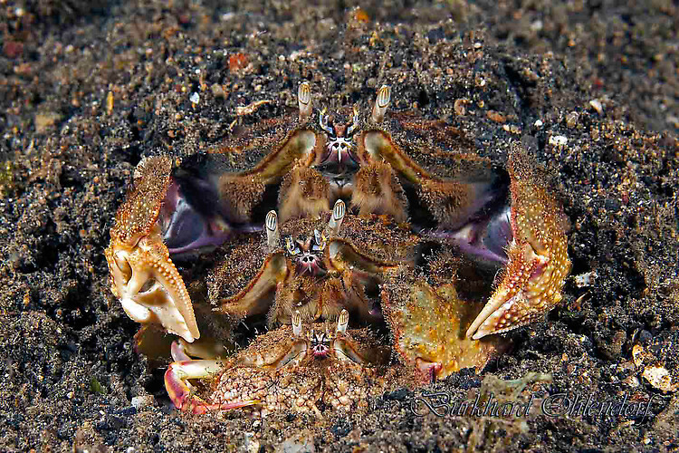 Box crab, Calappa calappa, Lembeh Strait Indonesia, March 2015