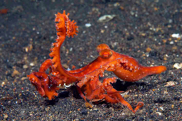 Starry night octopus, Callistoctopus Luteus, Lembeh Strait Indonesia March2015