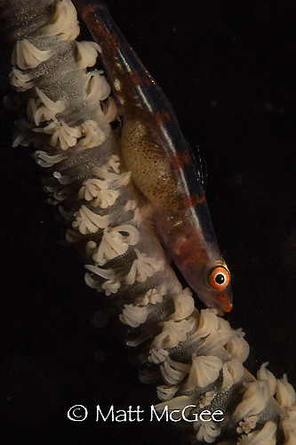 Whip coral goby, Bryaninops yongei, Lembeh Strait Indonesia March 2015