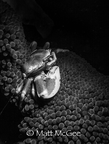 Anemone Porcelain crab, Neopetrolisthes maculosus, Lembeh Strait Indonesia January 2015