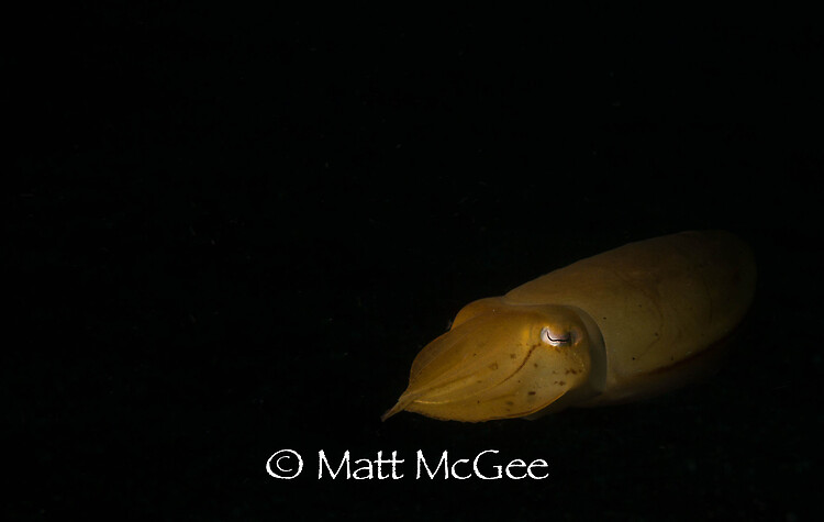 Broadclub cuttlefish, Sepia latimanus, Lembeh Strait Indonesia January 2015