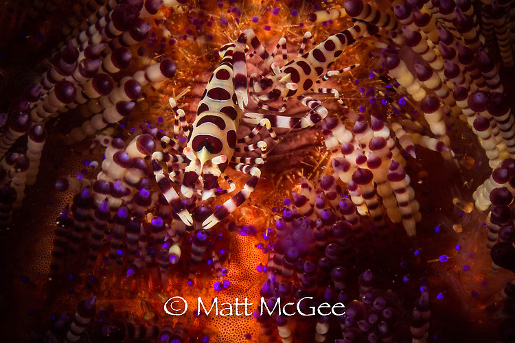 Coleman shrimp, Periclimenes colemani, Lembeh Strait Indonesia, January 2015