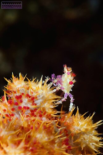 Candy Crab, Hoplophrys oatesi, Lembeh Strait Indonesia 2014