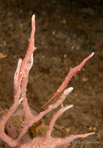 Ocellated Tozeuma shrimp, Tozeuma lanceolatum, Lembeh Strait Indonesia, March 2015