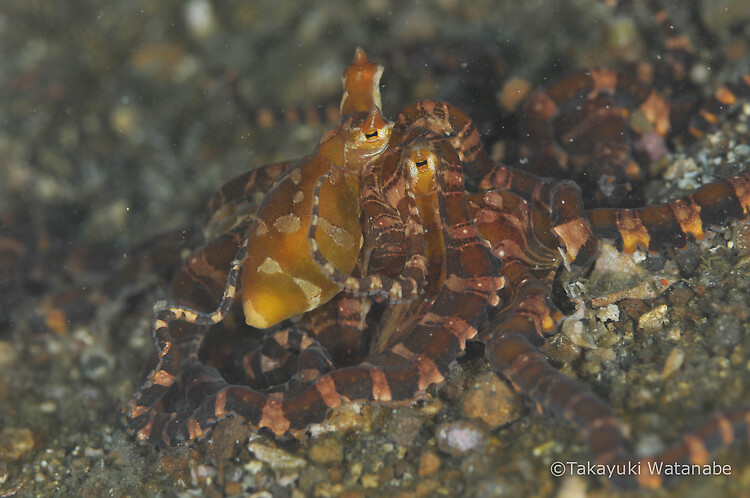 Wunderpus Octopus, Wunderpus photogenicus, Lembeh Strait Indonesia February 2015