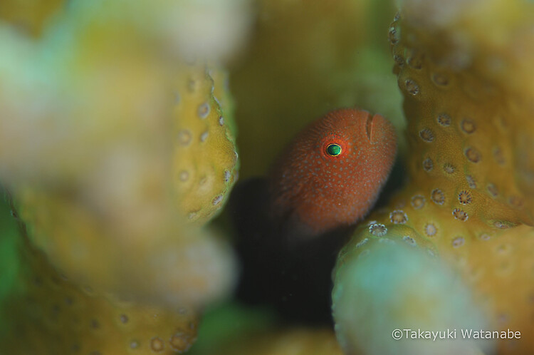 Redhead coral goby, Paragobiodon echinocephalus, Lembeh Strait Indonesia, March 2015