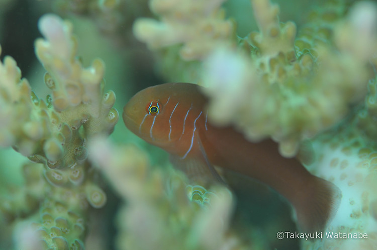 Five-lined goby, Gobiodon quinquestrigatus, Lembeh Strait Indonesia, March 2015