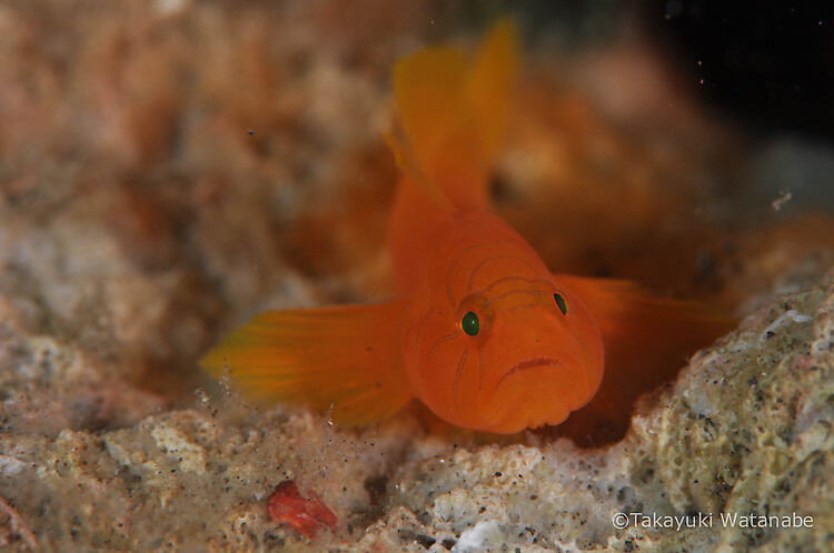  Orange Convict goby, Priolepis sp. Lembeh Strait Indonesia, March 2015