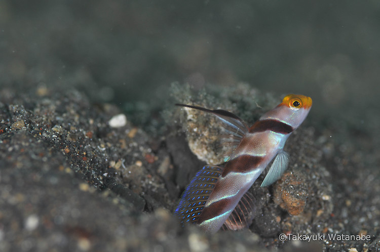 Black-Ray Goby, Stonogobiops nematodes, Lembeh Strait Indonesia, March 2015