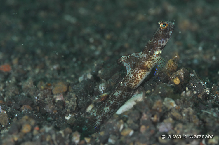Monster shrimpgoby (Male), Tomiyamichthys oni, Lembeh Strait Indonesia, March 2015