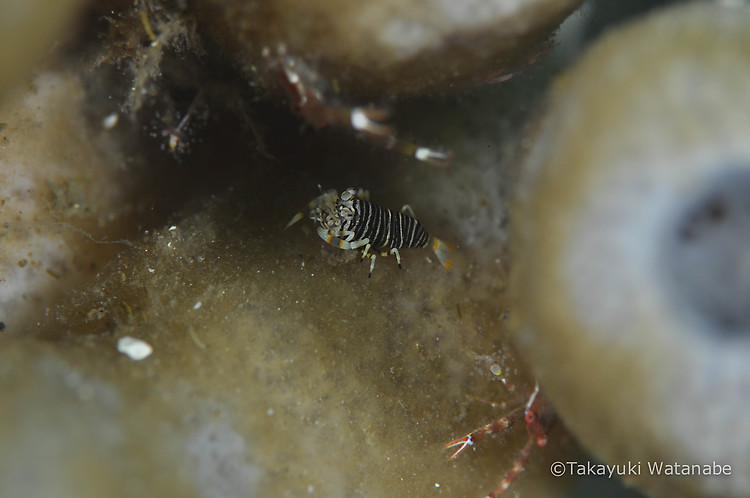 Bumblebee shrimp, Gnathophyllum americanum, Lembeh Strait Indonesia, March 2015