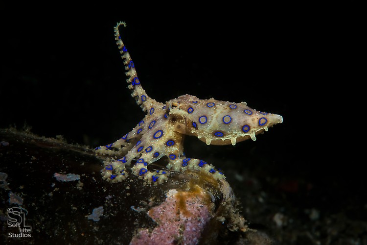 Blue-ringed Octopus (Hapalochlaena spp.), Lembeh Resort, Indonesia, Maret 2013