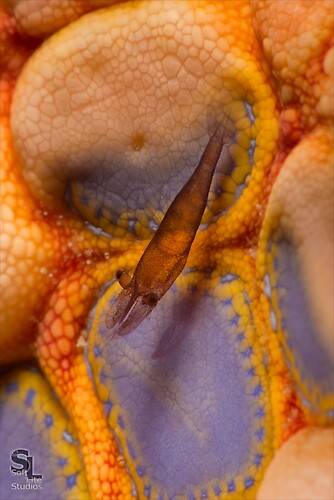 Sea Star Shrimp (Periclimenes soror), Lembeh Resort, Indonesia, October 2012