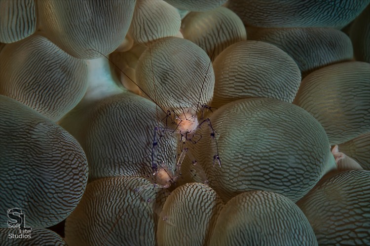 Bubble coral shrimp (Vir philippinensis), Lembeh Resort, Indonesia, October 2012
