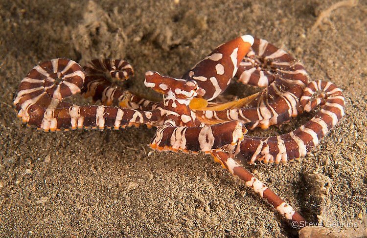 Wunderpus octopus, Wunderpus photogenicus, Lembeh Strait Indonesia, March 2015