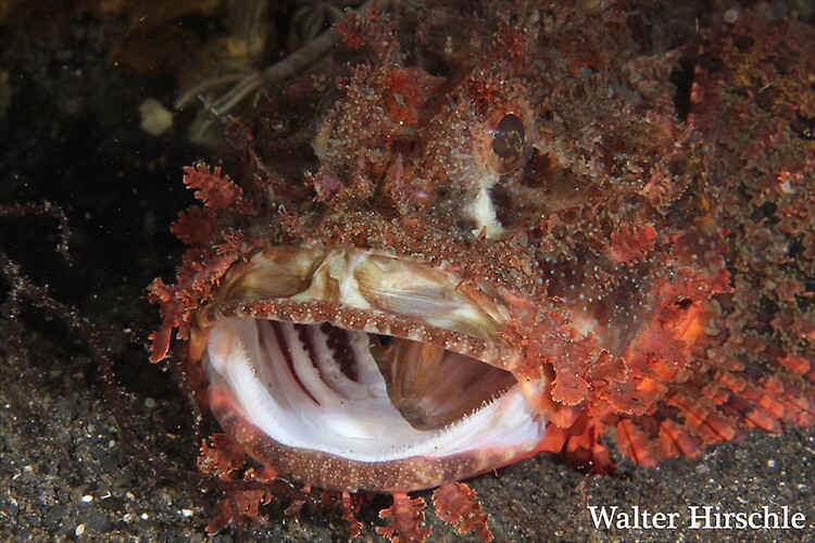 Scorpionfish---walter