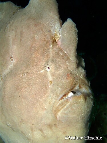 Giant-Frogfish---WH