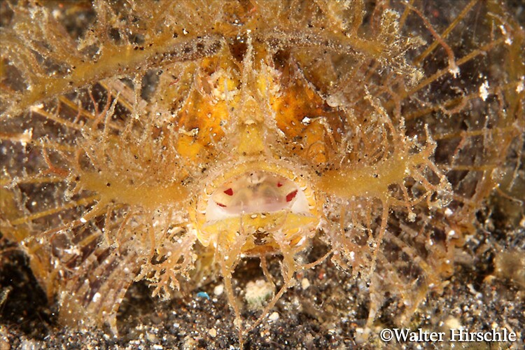 Ambon-Scropionfish---WH