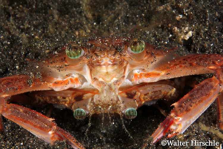 Mating-Crab---WH