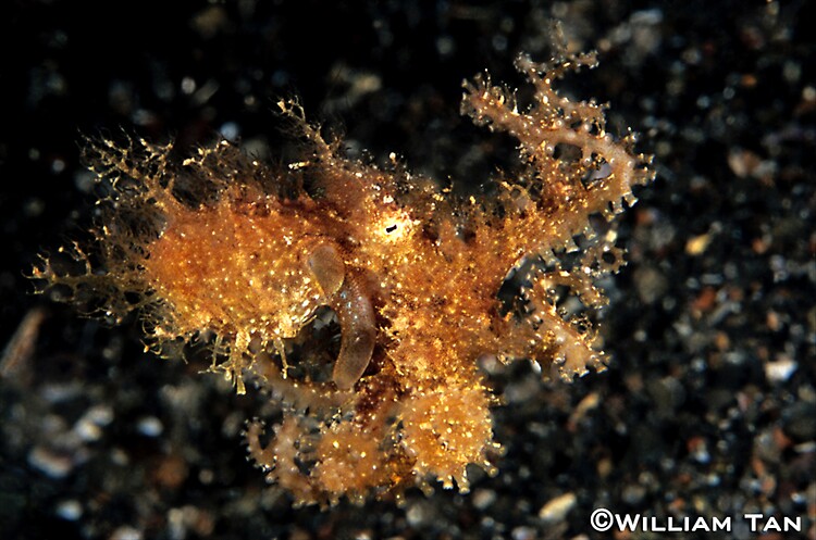 Hairy Octopus ( Octopus sp.) Lembeh Strait Indonesia 2013